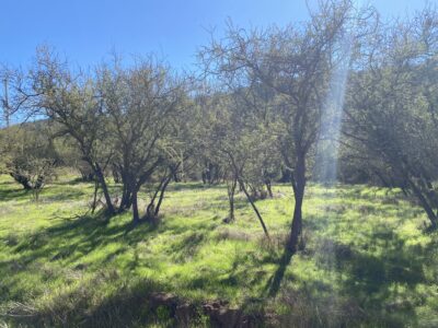 Extensa parcela de agrado en Limache