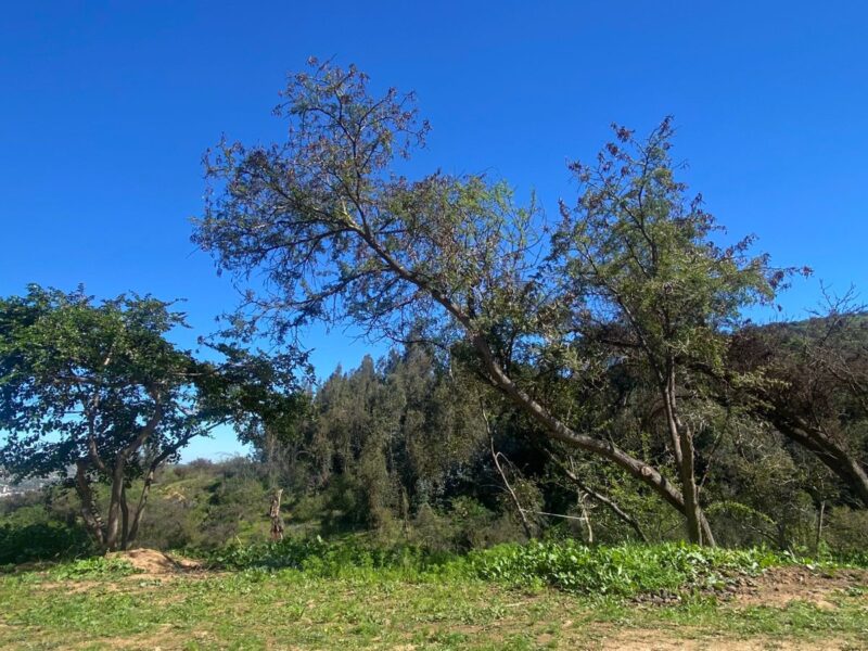 Parcela en Limache con vista al Valle y a minutos del centro